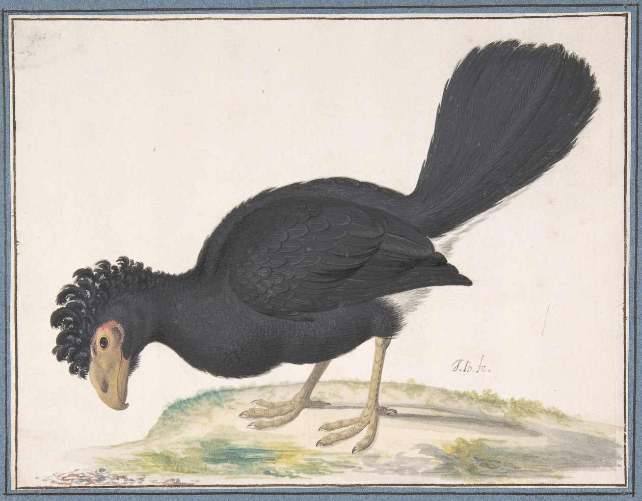 Bir Kara Curassow, n.d.. by Johannes Bronckhorst