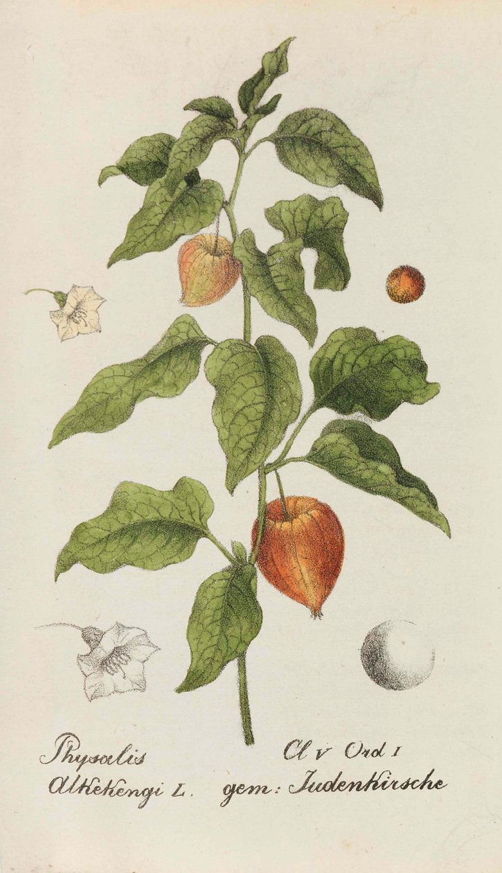 İsviçre Bitkileri Koleksiyonu, 1825-1846. by Johannes Jacob Hegetschweiler