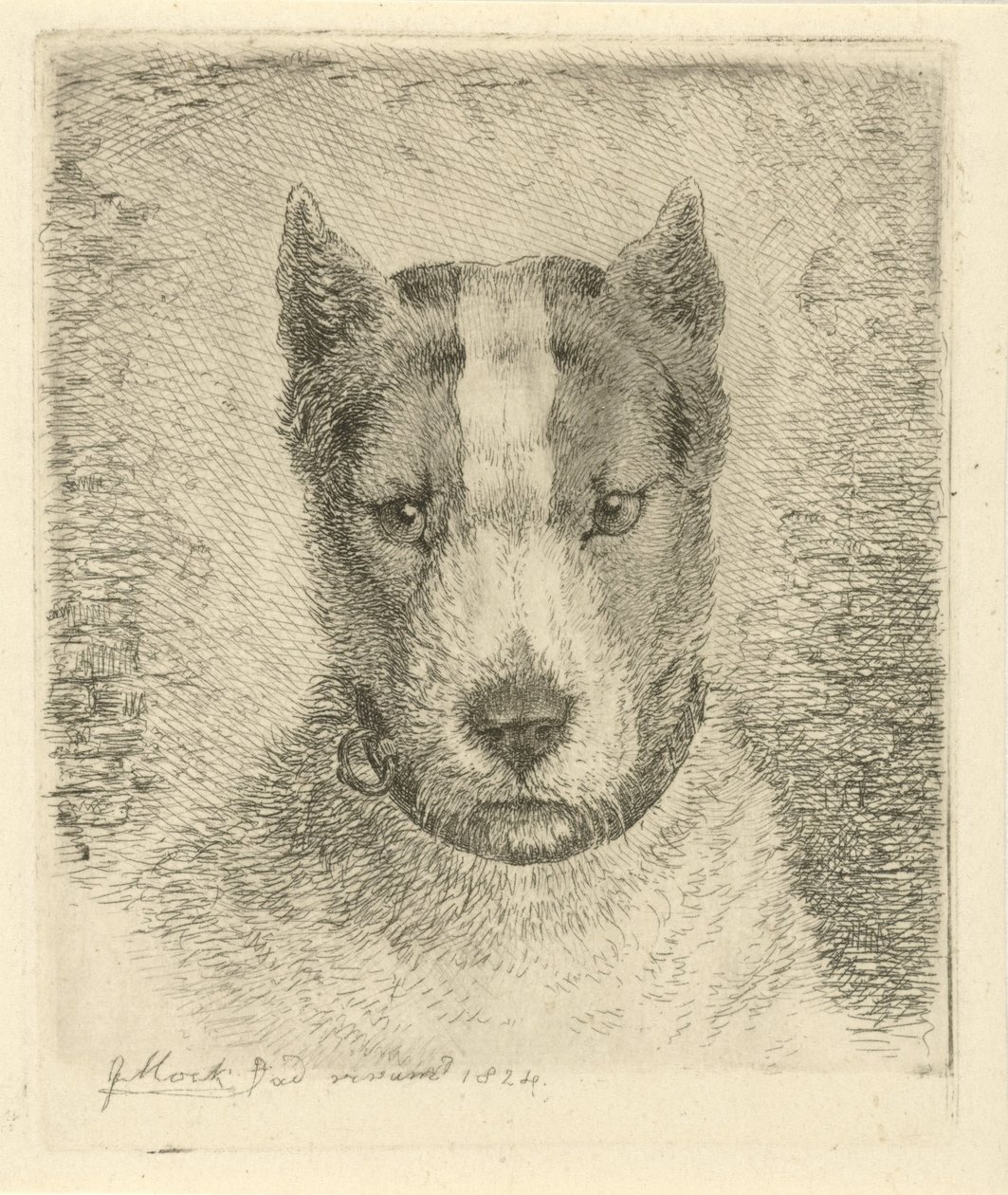 Yakalı köpek kafası by Johannes Mock