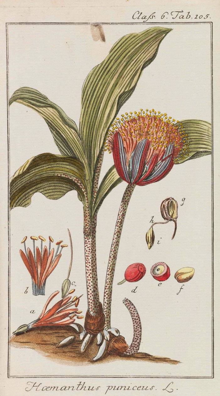 Güzel ve nadir bitkilerin seçimi, 1795-1798. by Johannes Zorn