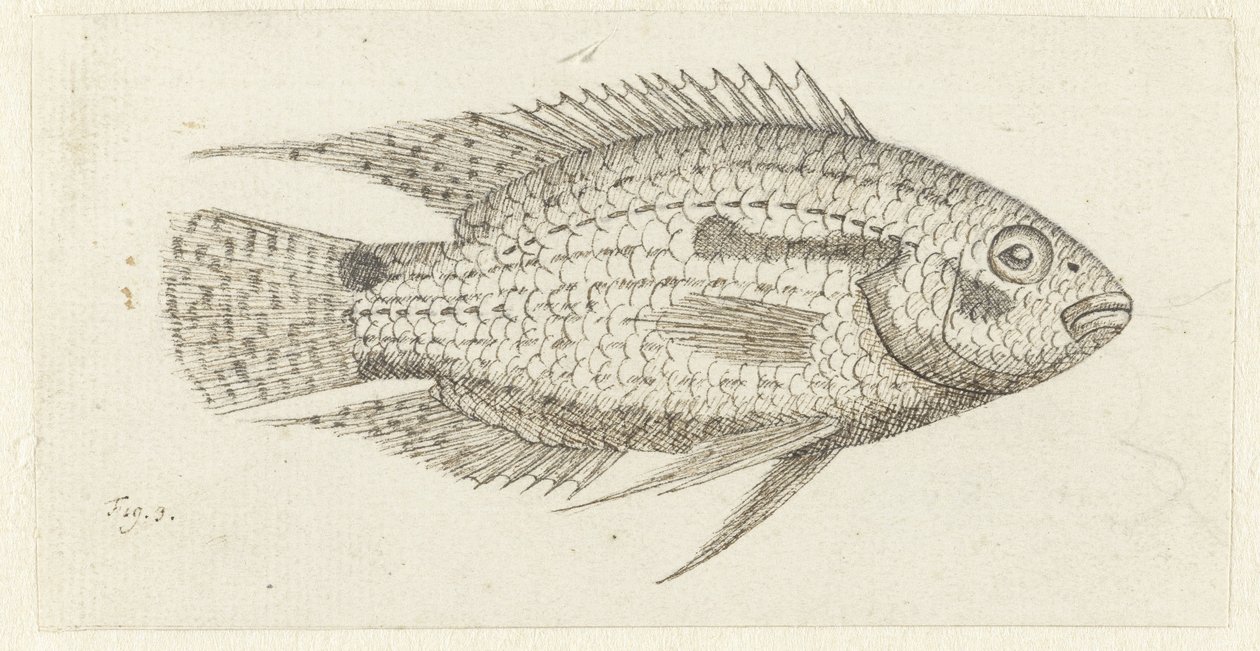 Tropikal balık Chromis epse by Johannes le Francq van Berkhey