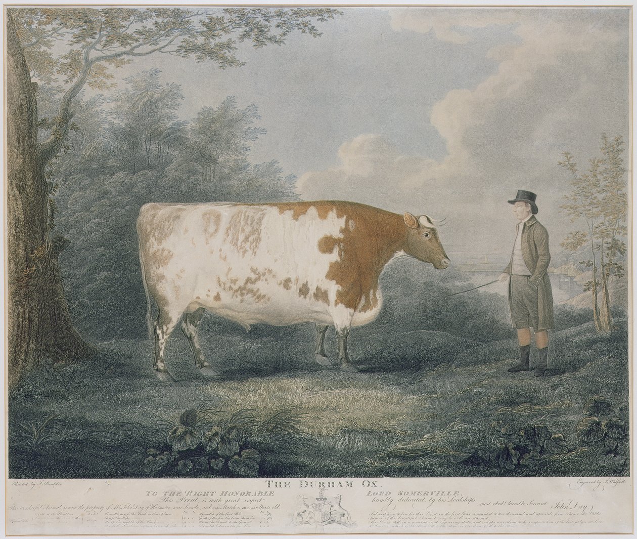 J. Wessel tarafından oyulmuş Durham Öküz, 1802 (renkli gravür) by John Boultbee