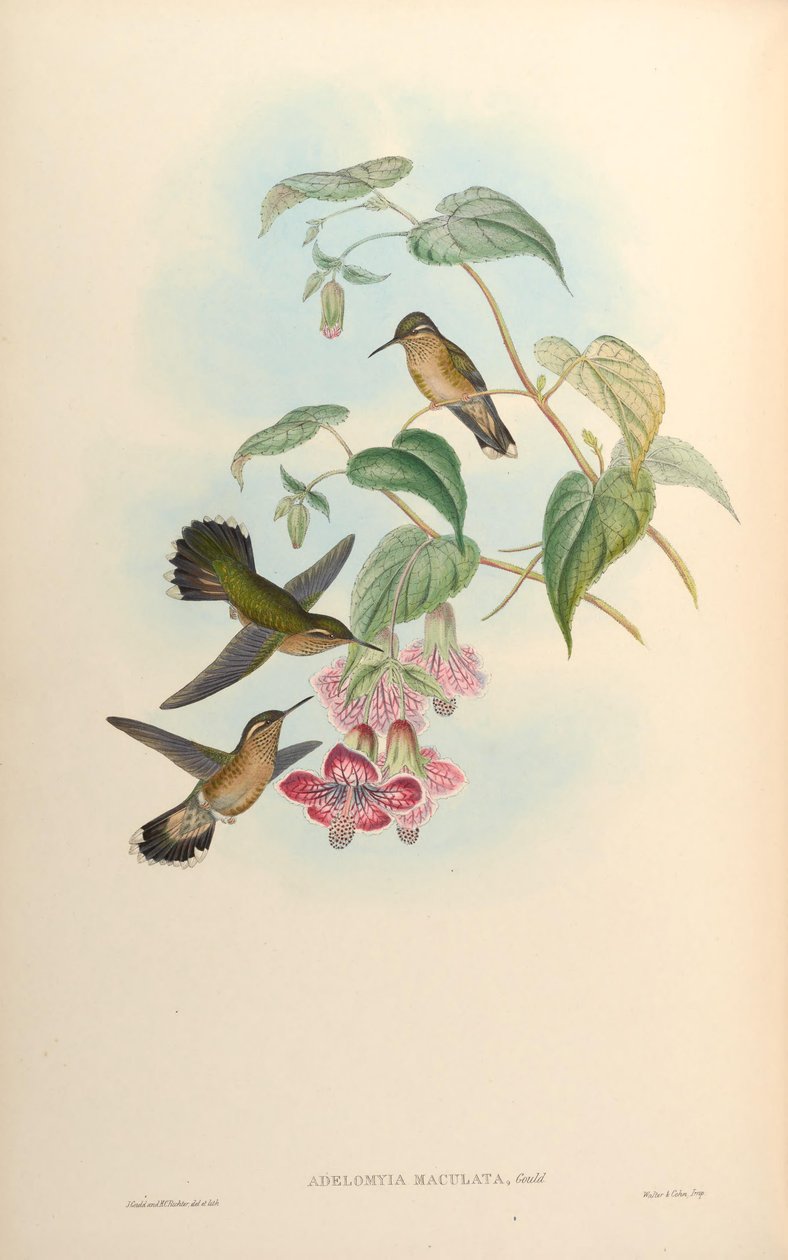 Adelomyia maculata = Adelomyia melanogenys maculata by John Gould