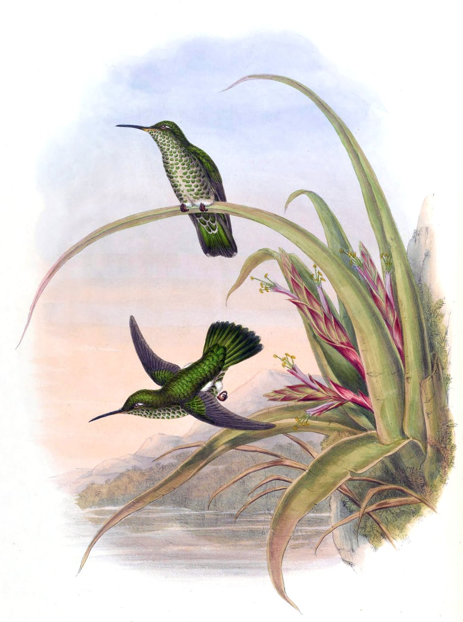 Aphantocroa hyposticta = Taphrospilus hypostictus by John Gould