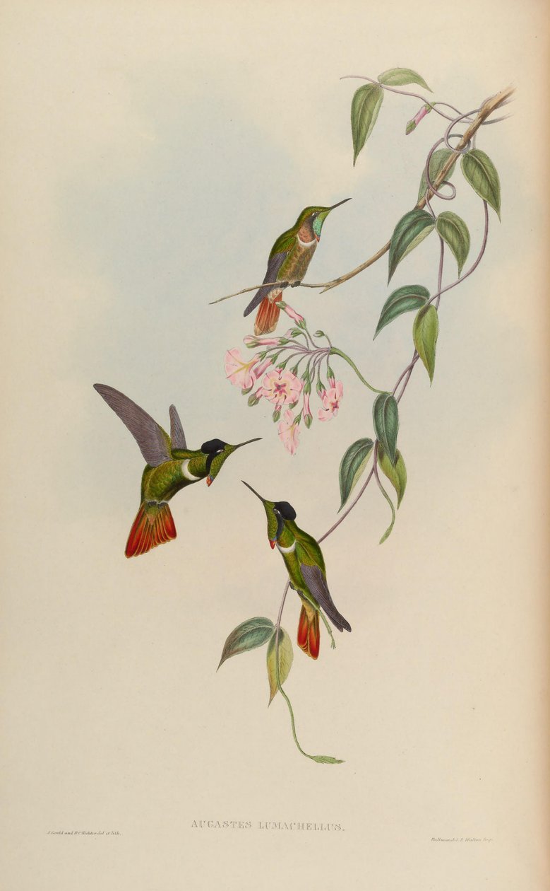 Augastes lumachellus by John Gould