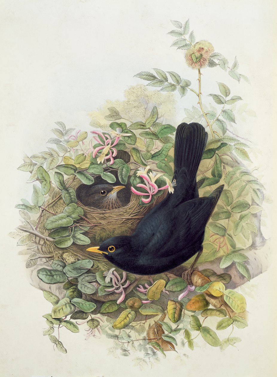 Blackbird, 1873 (kalem, kağıt üzerinde wc) by John Gould