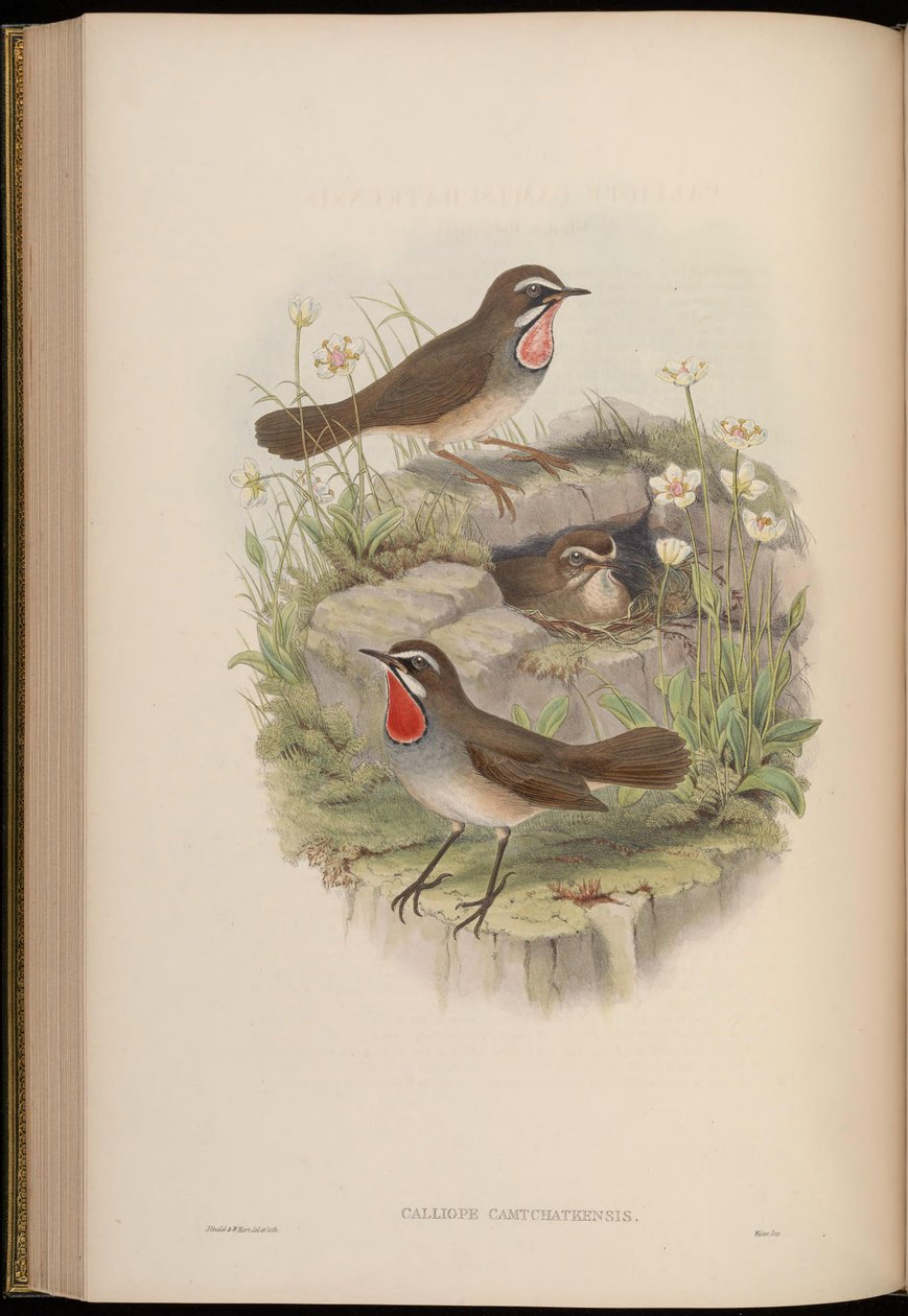 Calliope camtschatkensis = Luscinia calliope camtschatkensis[] by John Gould