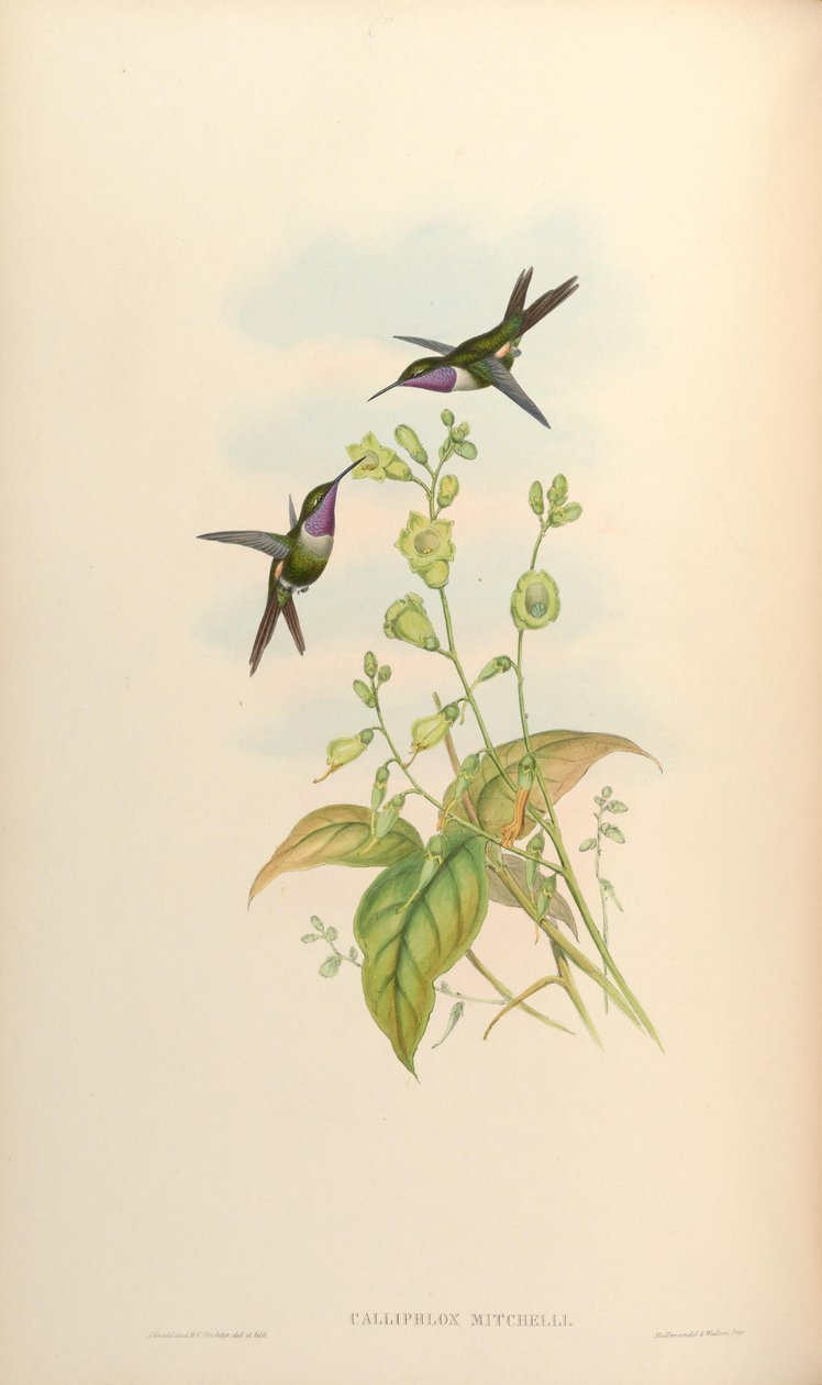 Kallifloksa mitchelli by John Gould