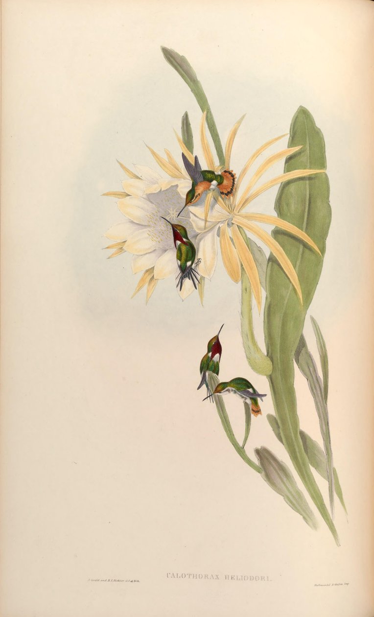Calothorax heliodor = Chaetocercus heliodor by John Gould