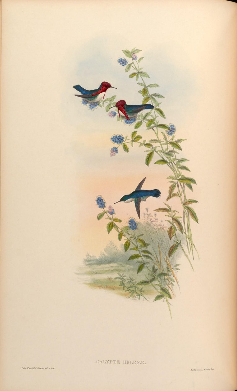 İç Mekan by John Gould