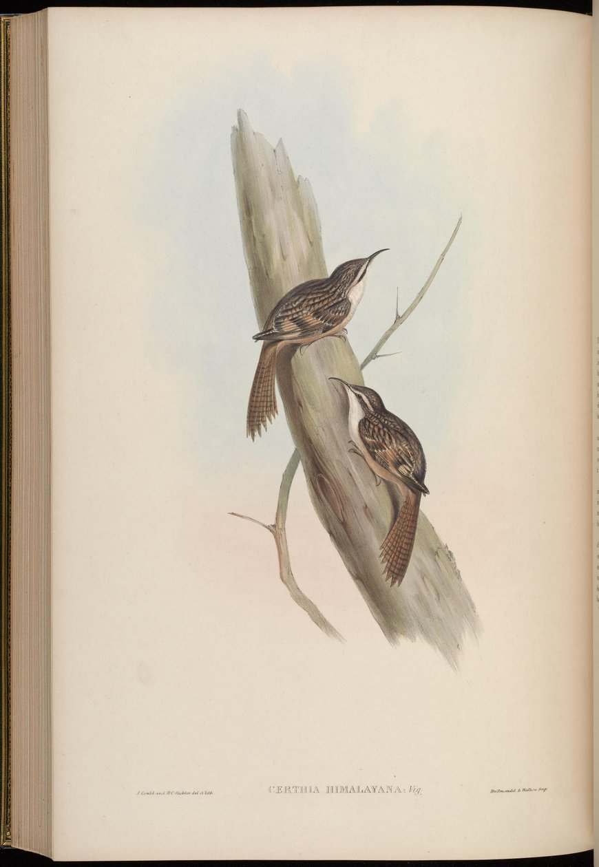 Certhia himalaya by John Gould