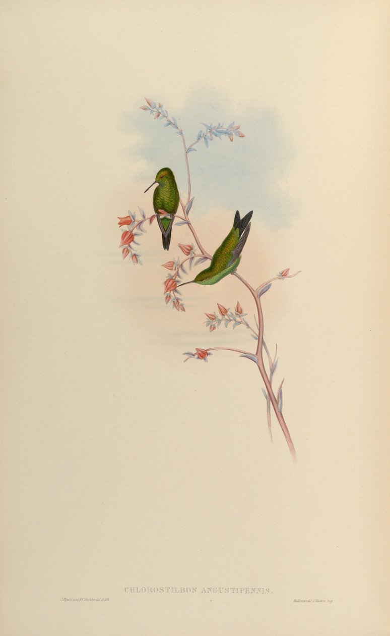 Klorostilbon angustipennis = Klorostilbon gibsoni by John Gould