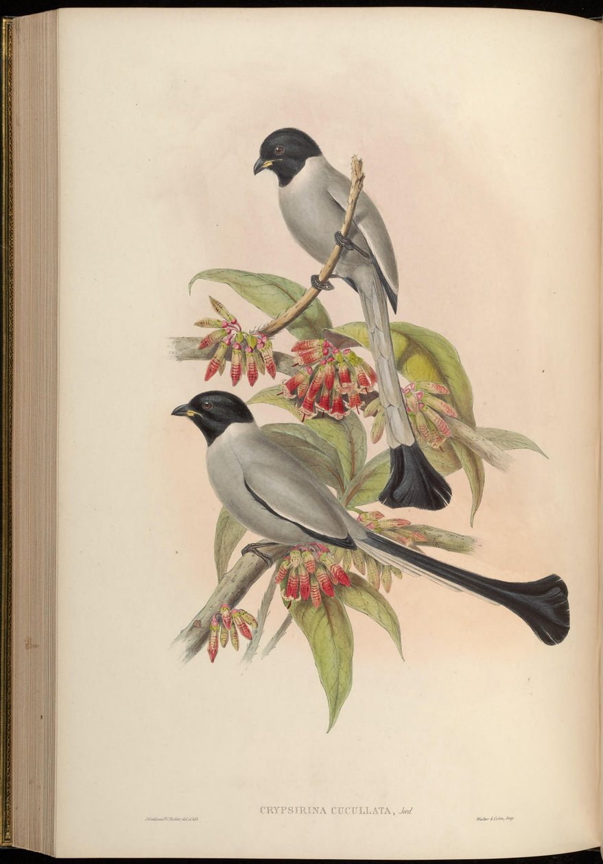 Chrypsirhina cucullata by John Gould