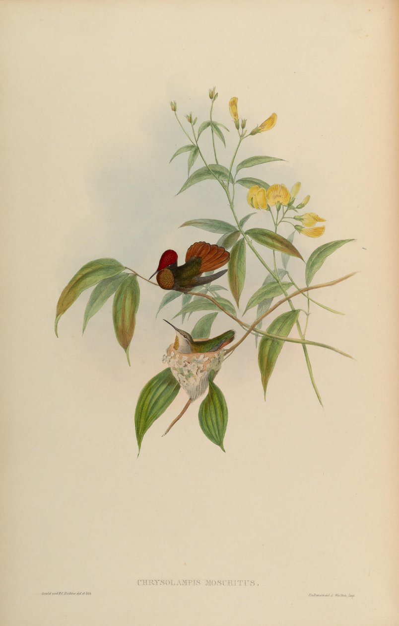 Chrysolampis moschitus by John Gould