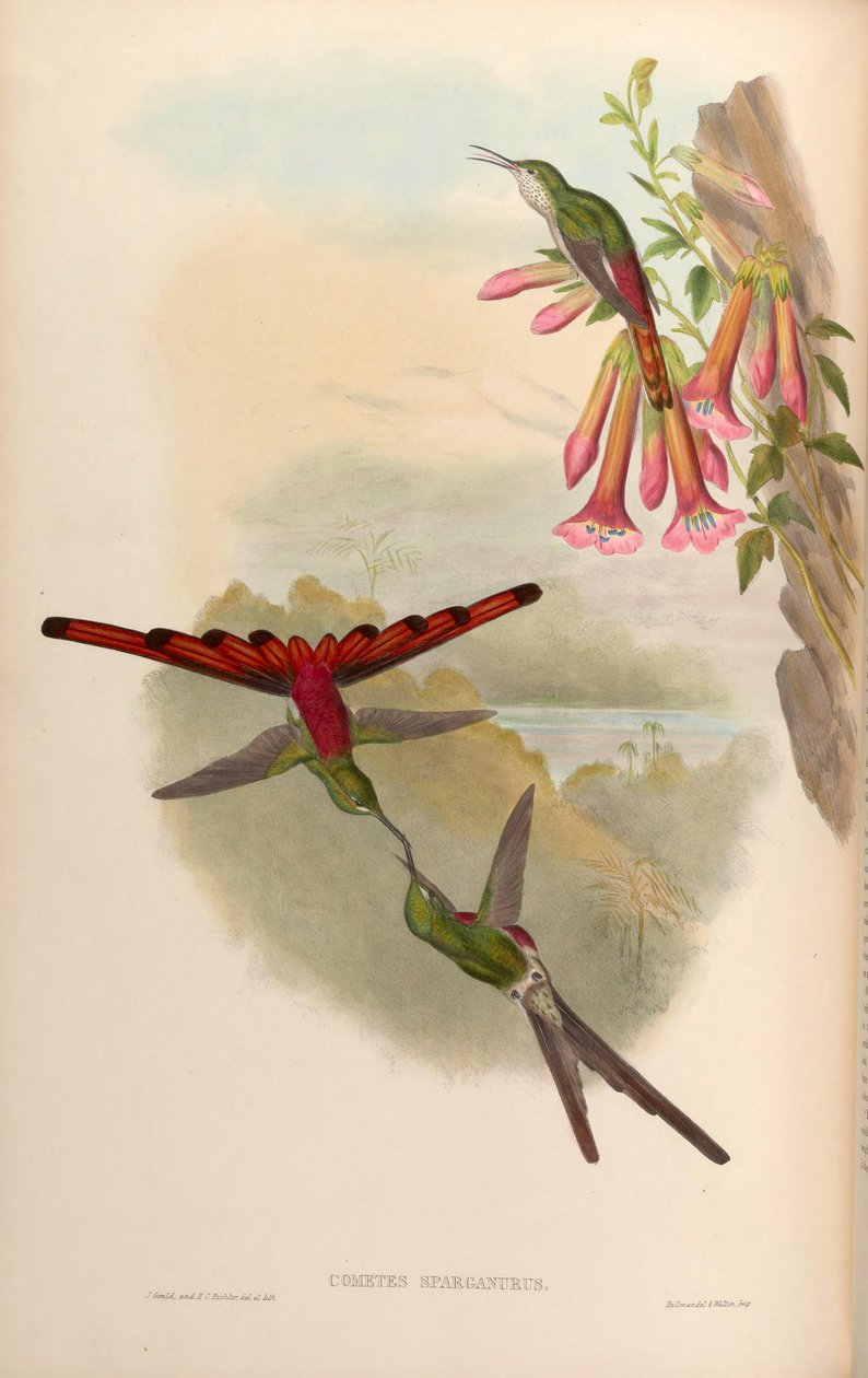 Cometes sparganurus = Sappho sparganura by John Gould