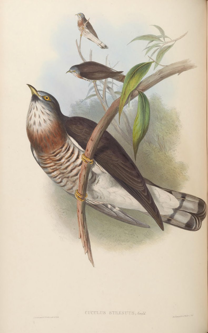 Cuculus dinç = Hierococcyx sparverioides by John Gould