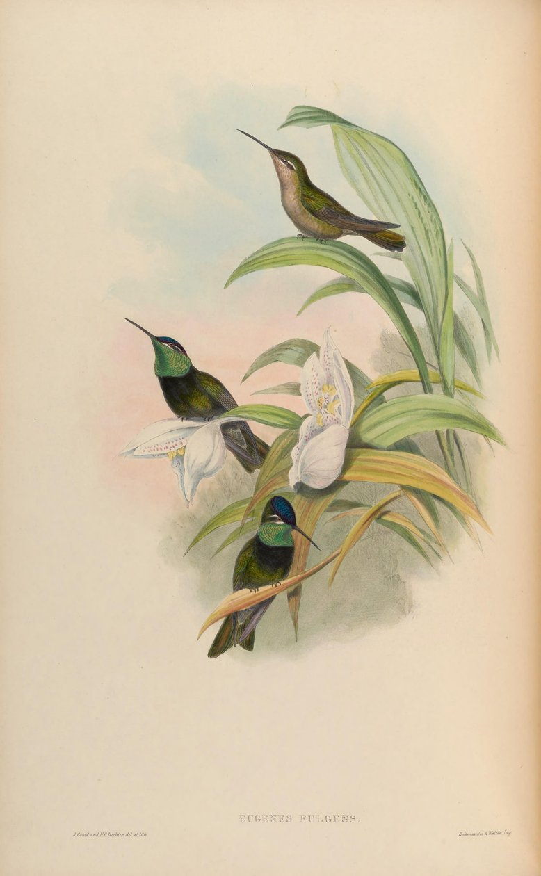 Eugene fulgens by John Gould