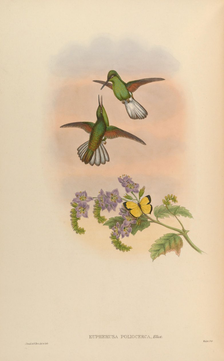 Eupherusa çocuk felci by John Gould
