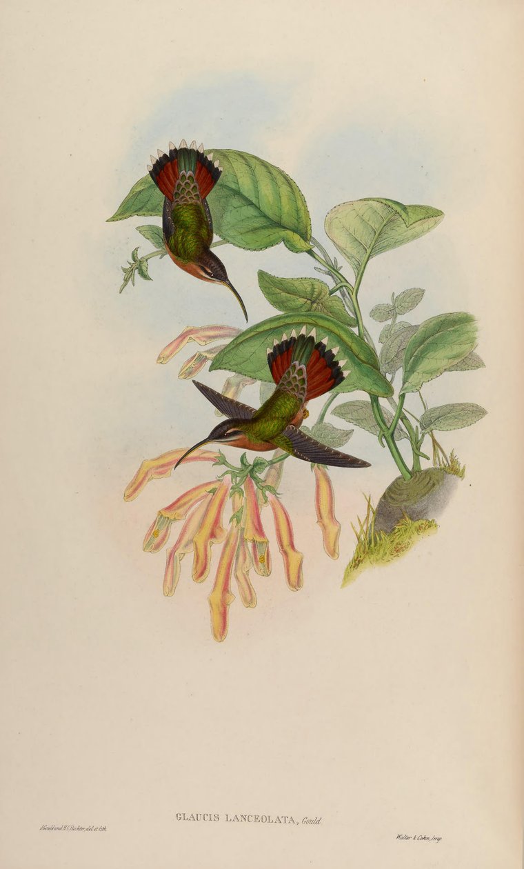 Glaucis lanceolata by John Gould