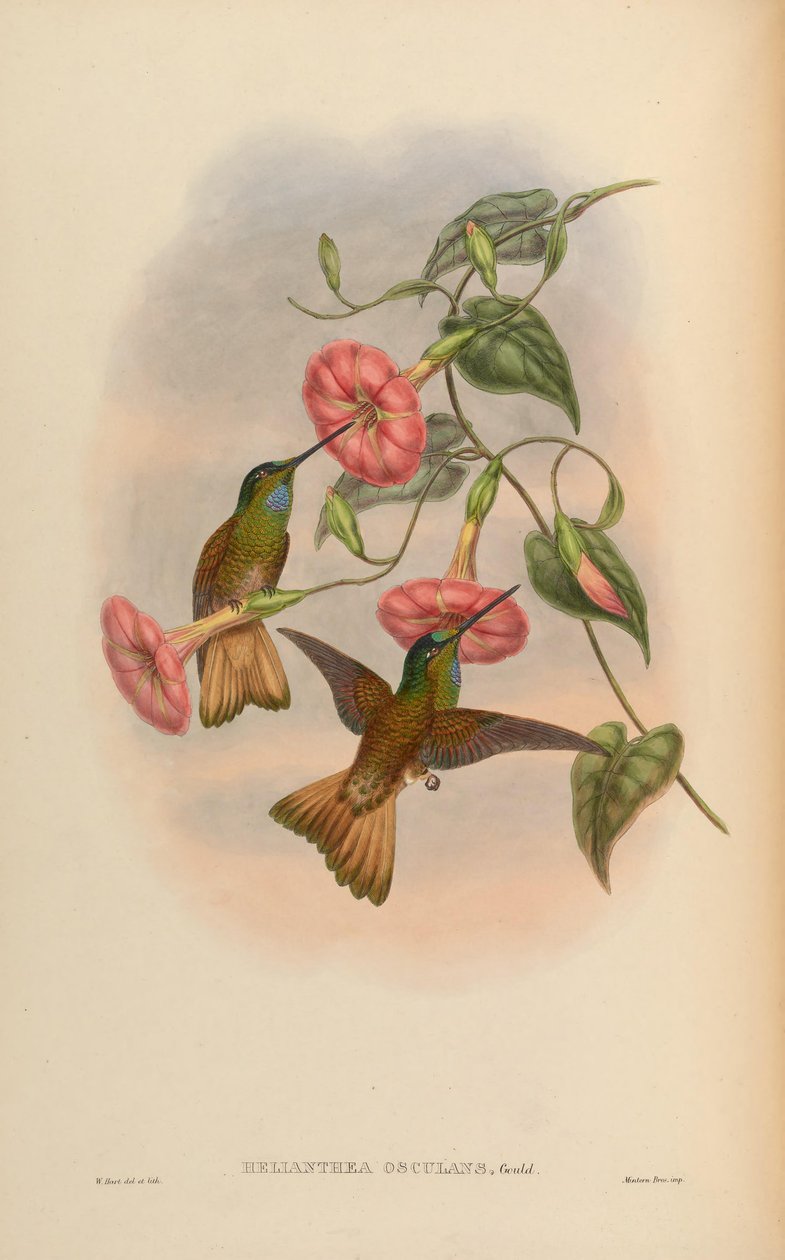 Helianthea öpücüğü = Coeligene öpücüğü by John Gould