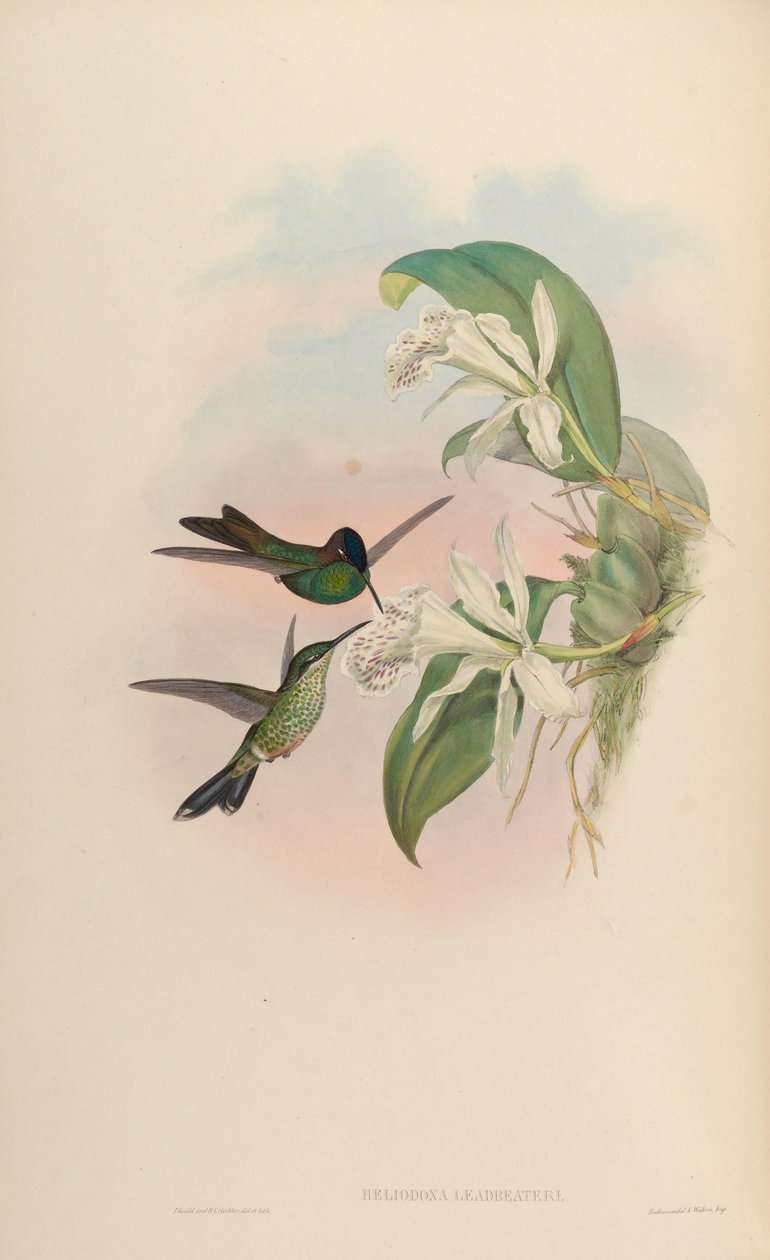 Heliodoxa kurşun dövücü by John Gould