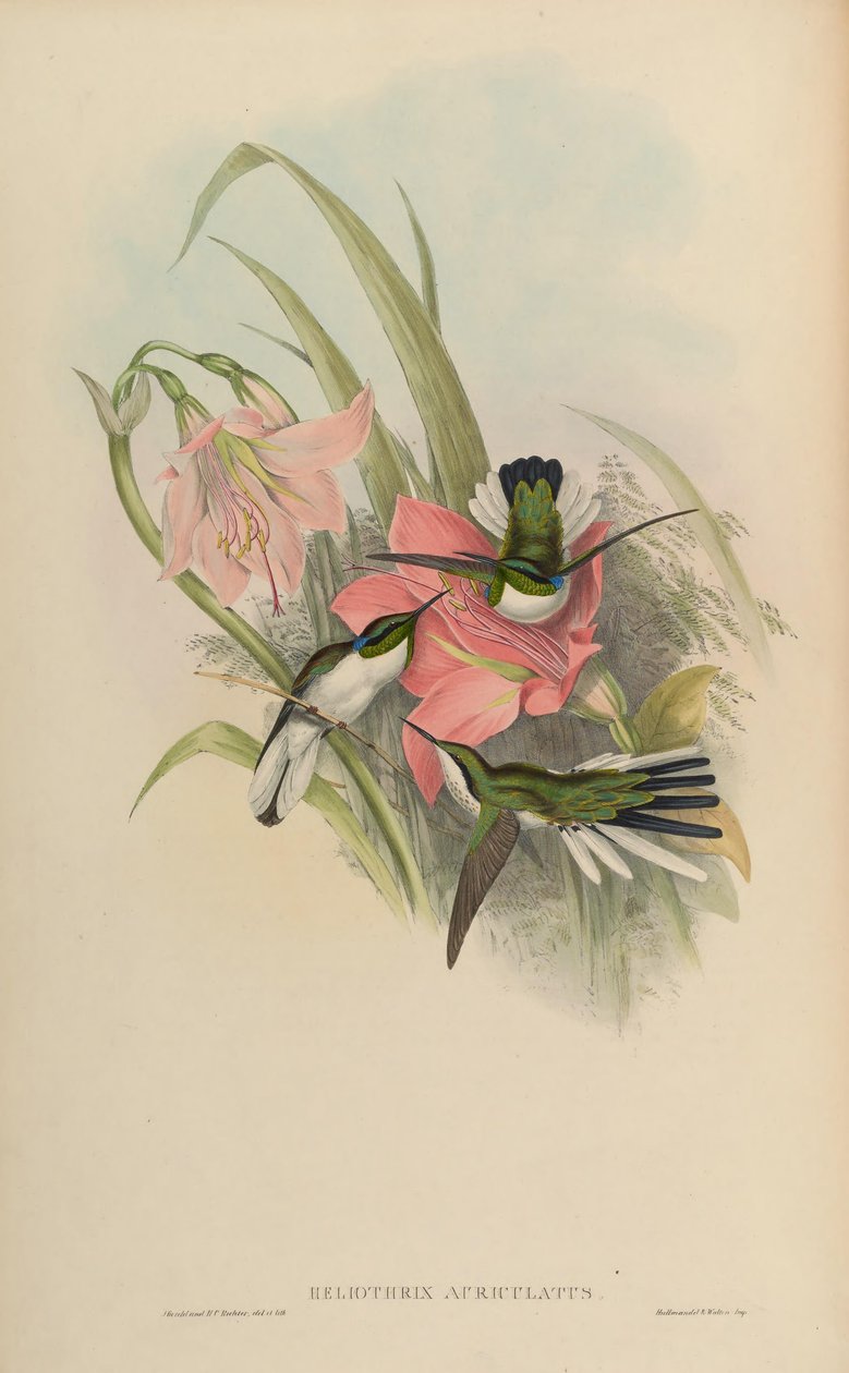 Heliothryx auriculata = Heliothryx aurita auriculata by John Gould