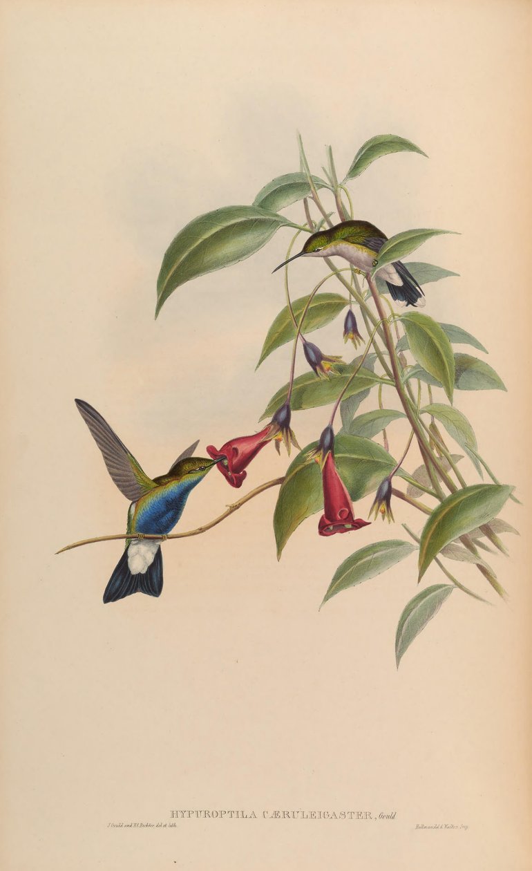 Hypuroptila caeruleigaster = Chalybura buffonii caeruleogaster by John Gould