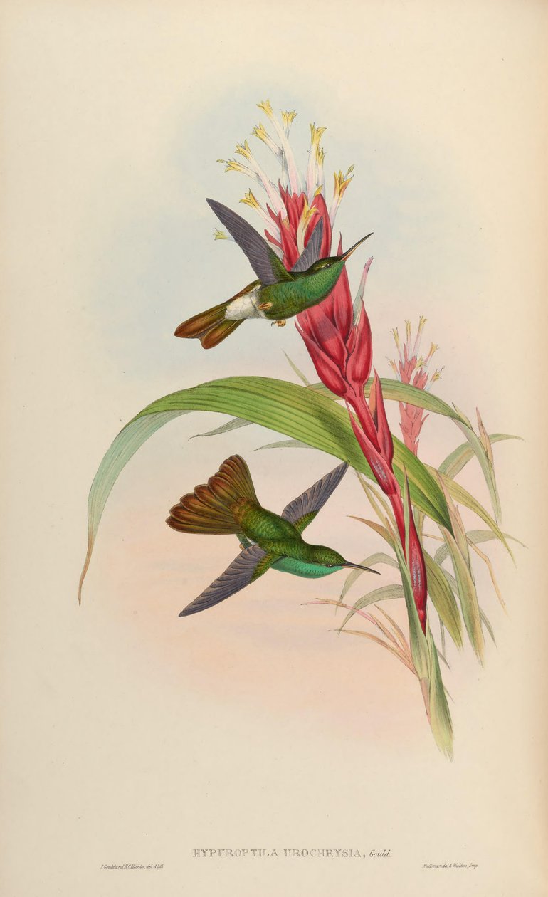 Hypuroptila urochrysia = Chalybura urochrysia by John Gould