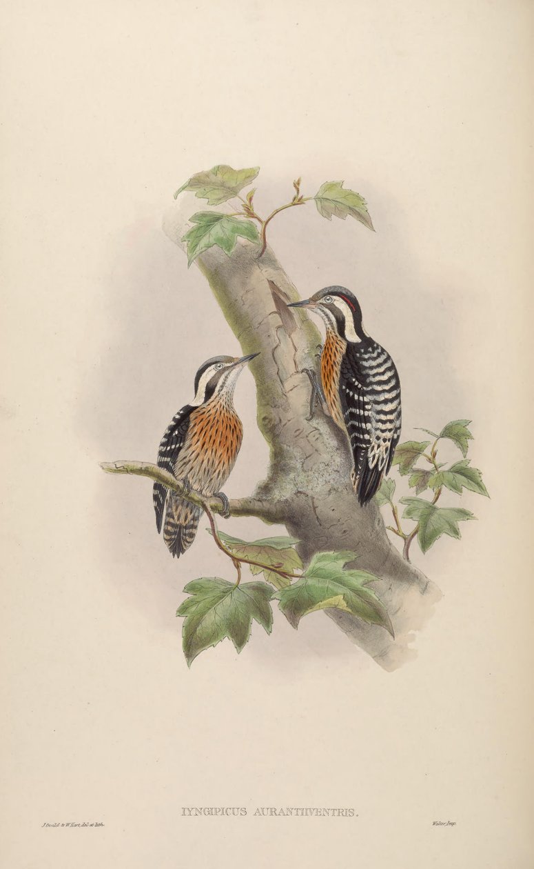 Iyngipicus aurantiiventris = Dendrocopos canicapillus aurantiiventris [2] by John Gould