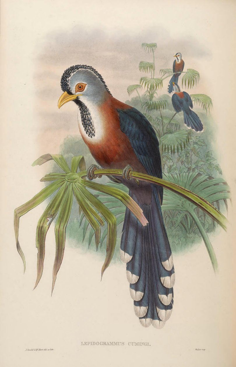 Lepidogrammus cumingi = Dasylophus cumingi by John Gould