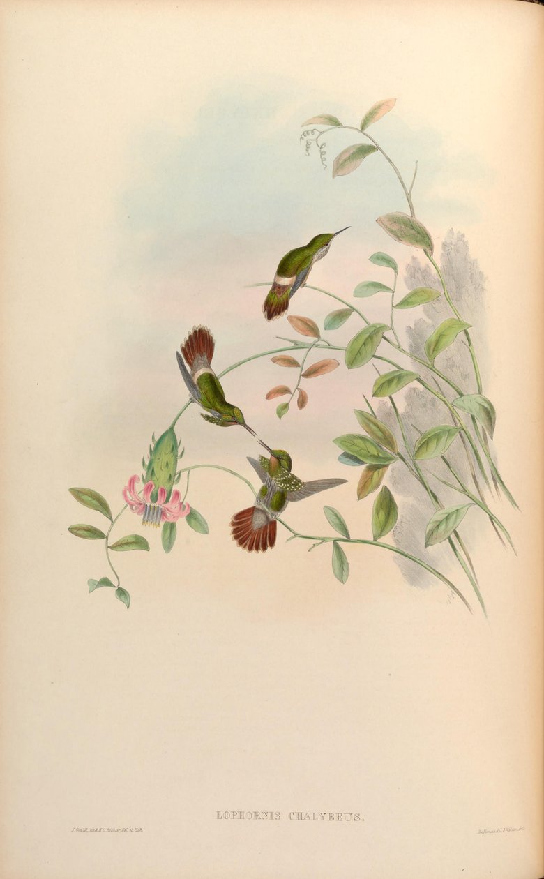 Lophornis chalybaeus by John Gould