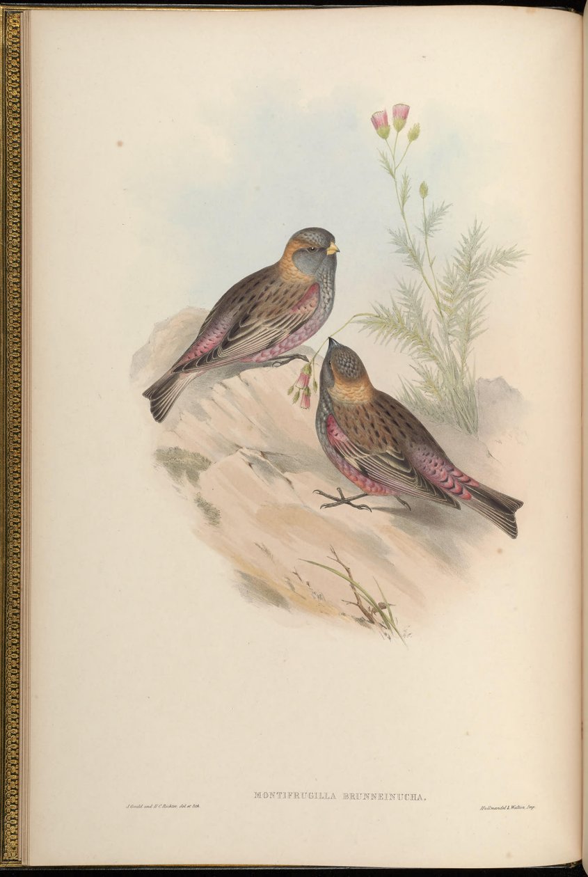 Montifringilla brunneinucha = Leucosticte brunneinucha = Leucosticte arctoa brunneinucha[2] by John Gould