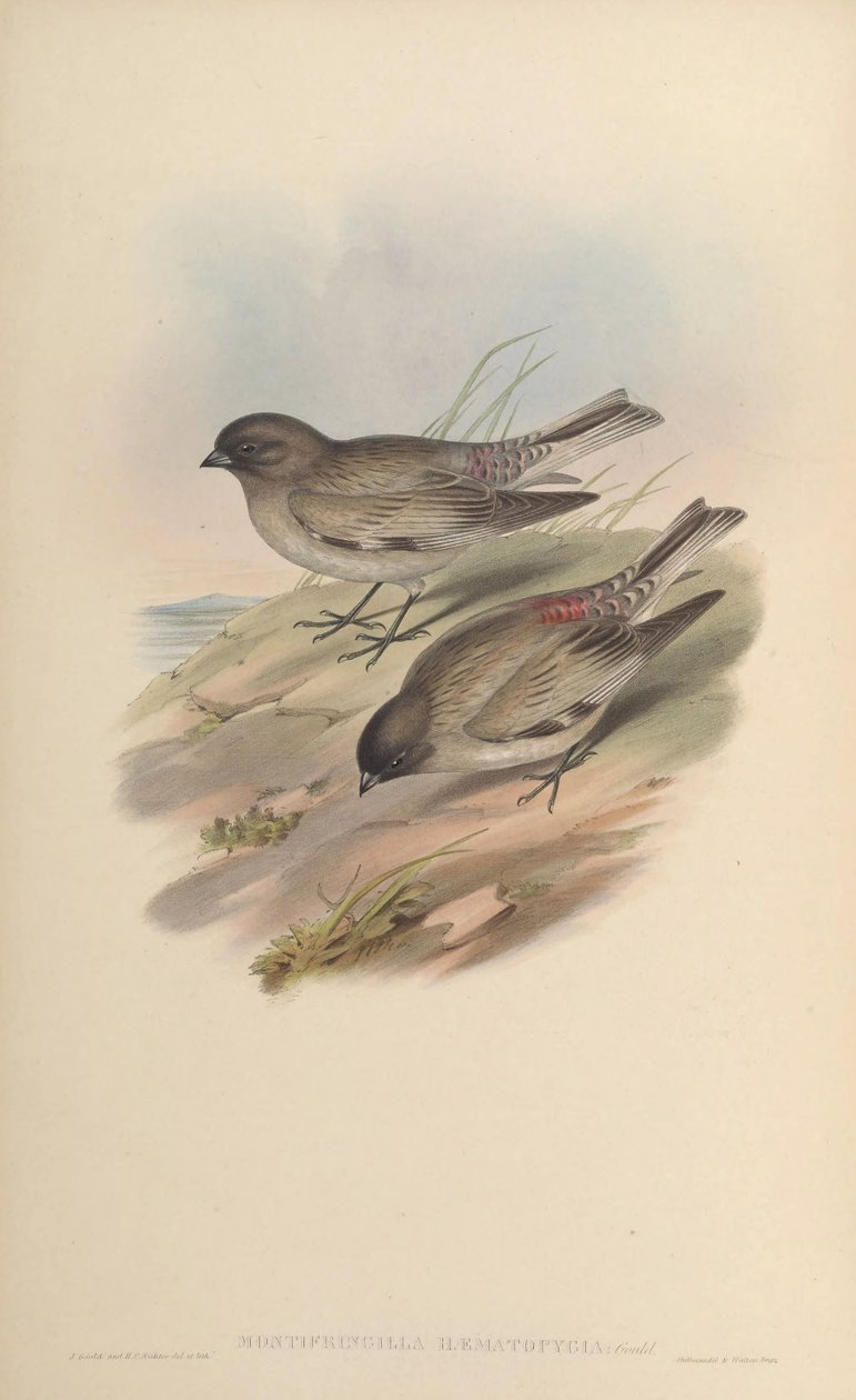 Montifringilla hematopygia = Leucosticte brandti hematopygia by John Gould