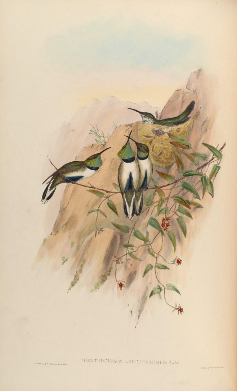 Oreotrochilus leucopleurus by John Gould