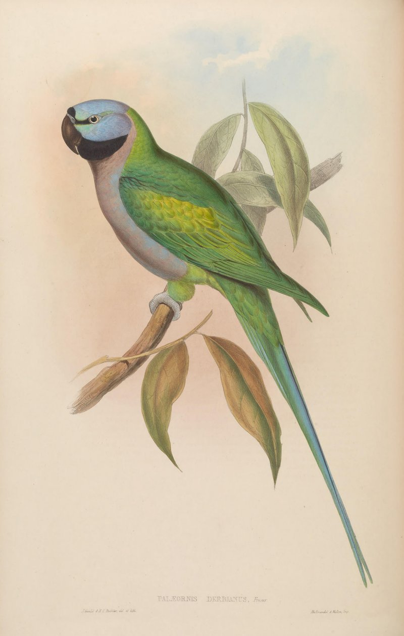 Palaeornis derbianus = Psittacula derbiana by John Gould