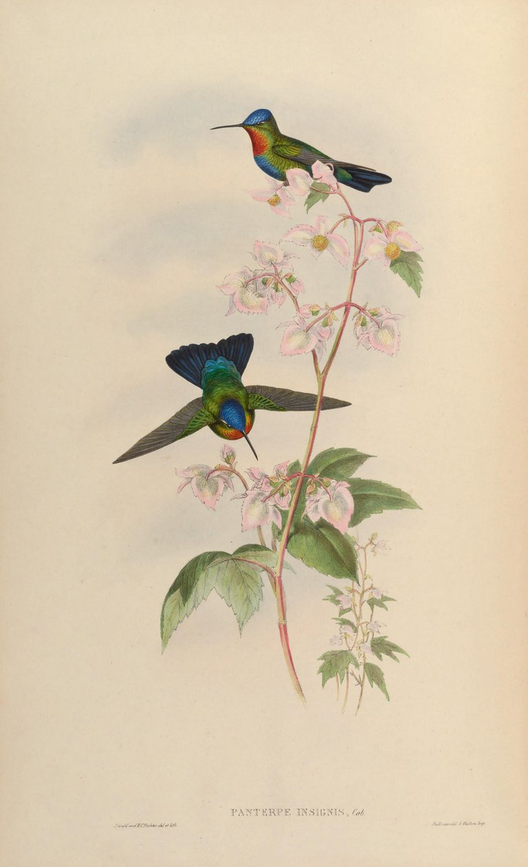 panterpes by John Gould
