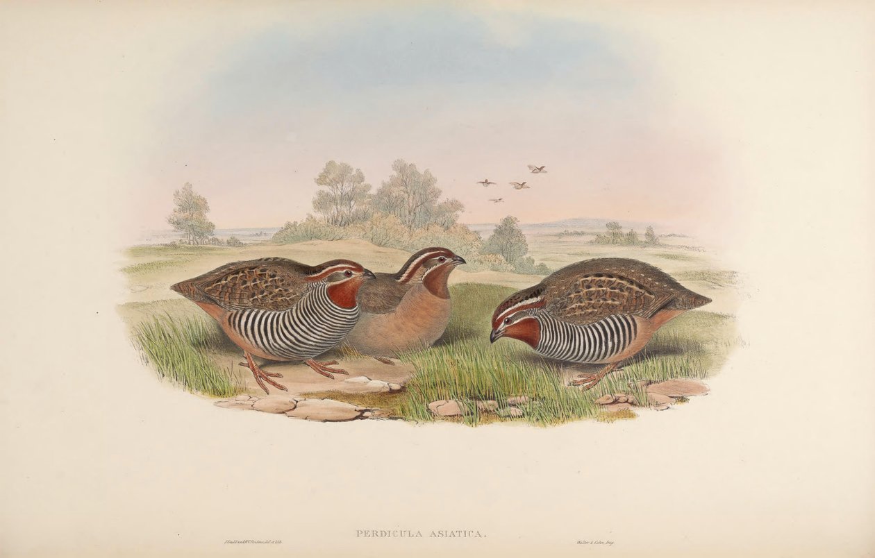 Asya kekliği by John Gould