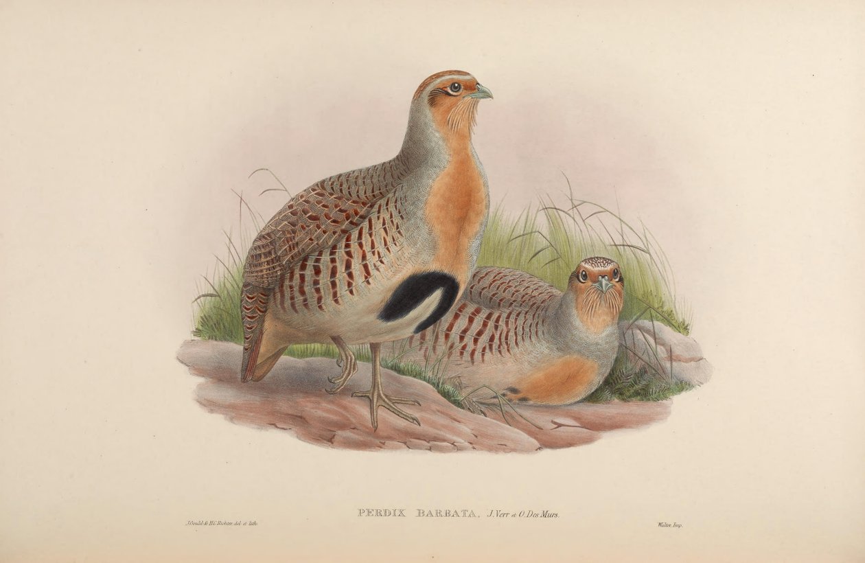 Perdix barbata = Perdix dauurica by John Gould