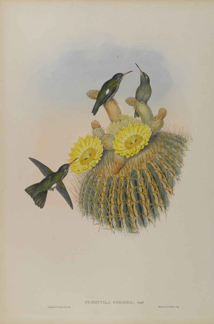 Aphantochroa Cirrhochloris: Sombre kolmfugl by John Gould