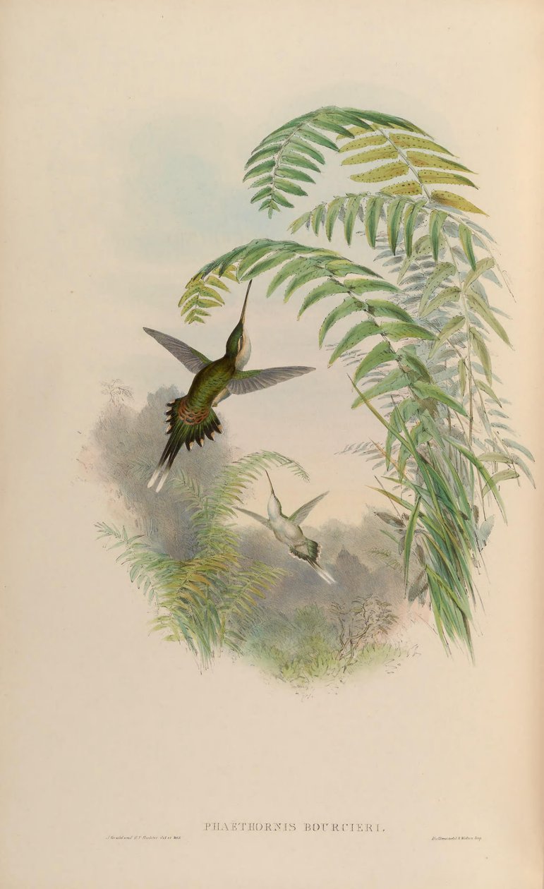 Phaethornis bourcieri by John Gould