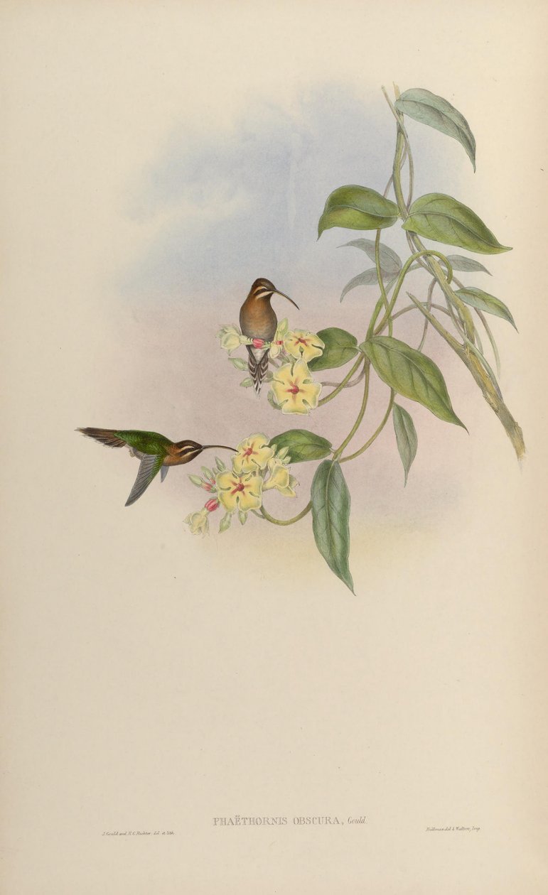 Phaethornis obscura = Phaethornis idaliae by John Gould
