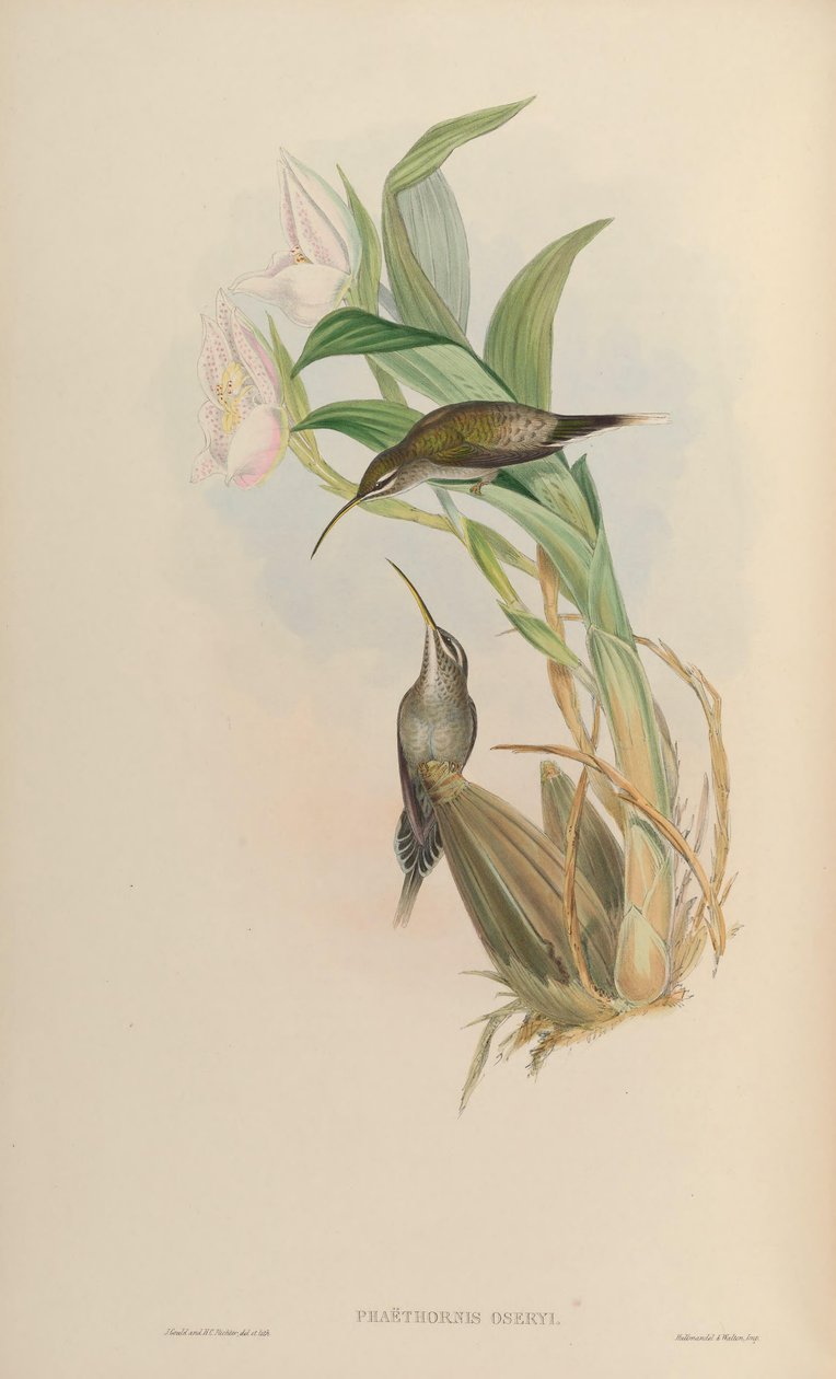 Phaethornis oseryi = Phaethornis hispidus by John Gould