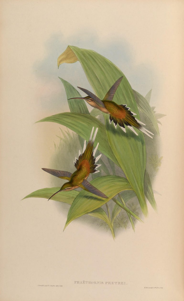 Phaethornis pretrei by John Gould