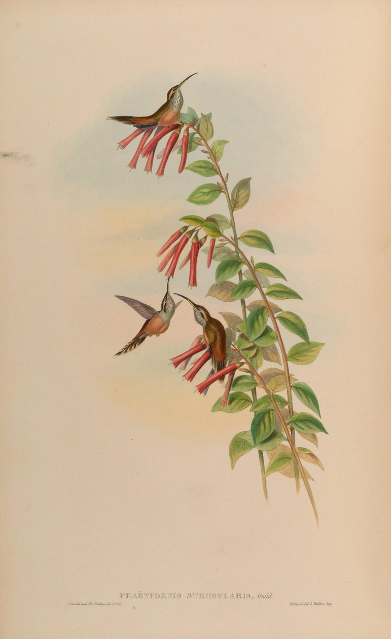 Phaethornis striigularis by John Gould