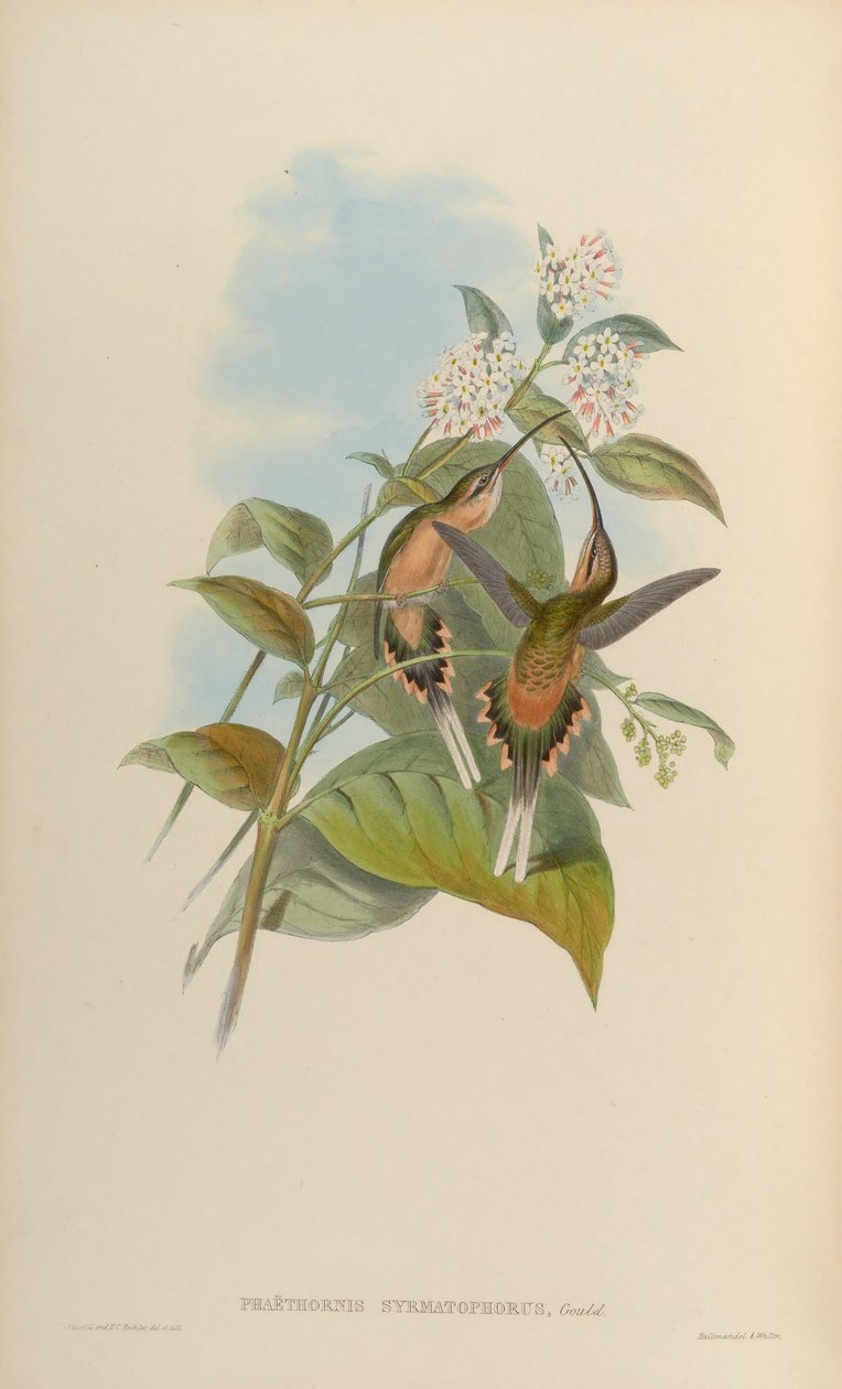 Phaethorn tel taşıyıcı by John Gould