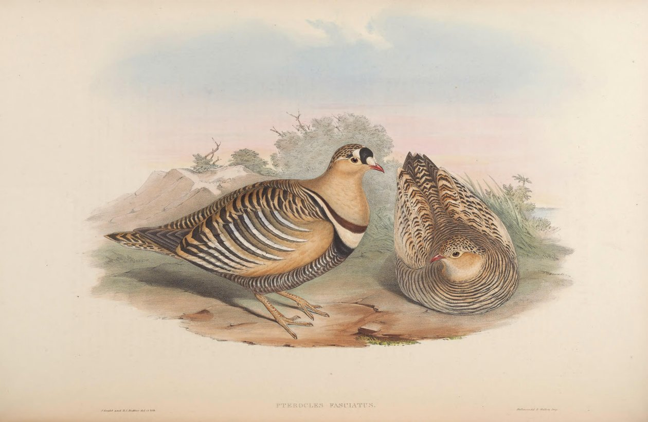 Pterocles fasciatus = Pterocles indicus by John Gould