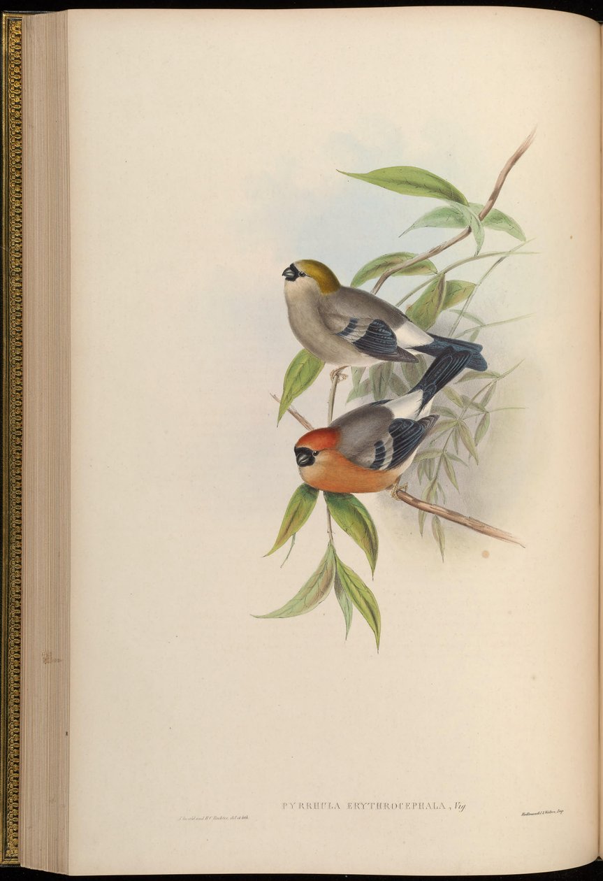 Pyrrhula erythrocephala by John Gould
