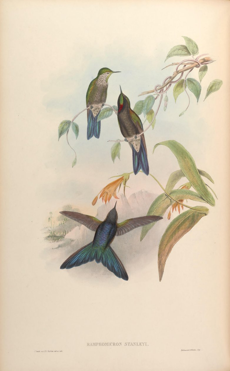 Ramphomicron stanleyi = Chalcostigma stanleyi by John Gould