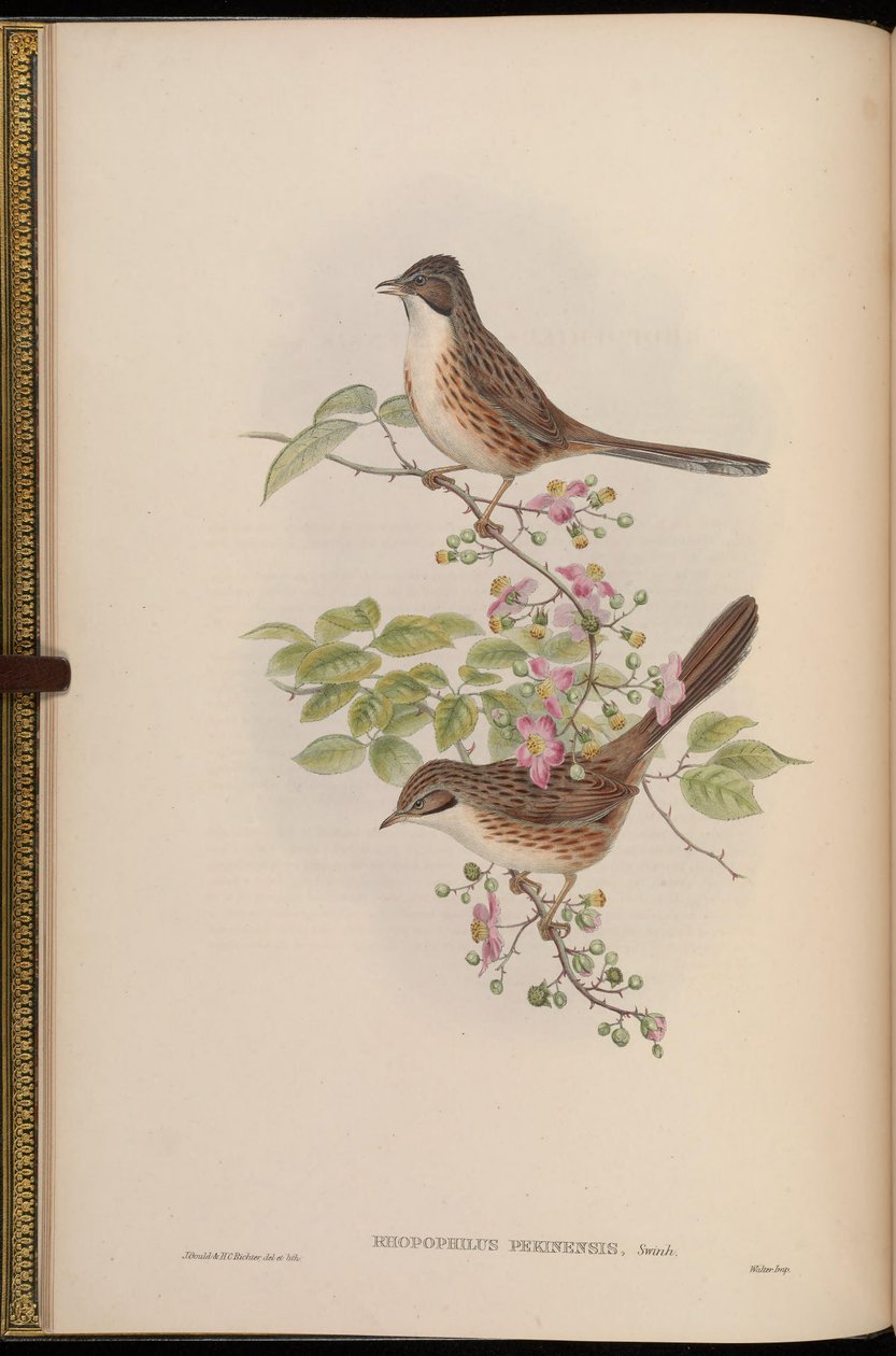 Rhopophilus pekinensis by John Gould