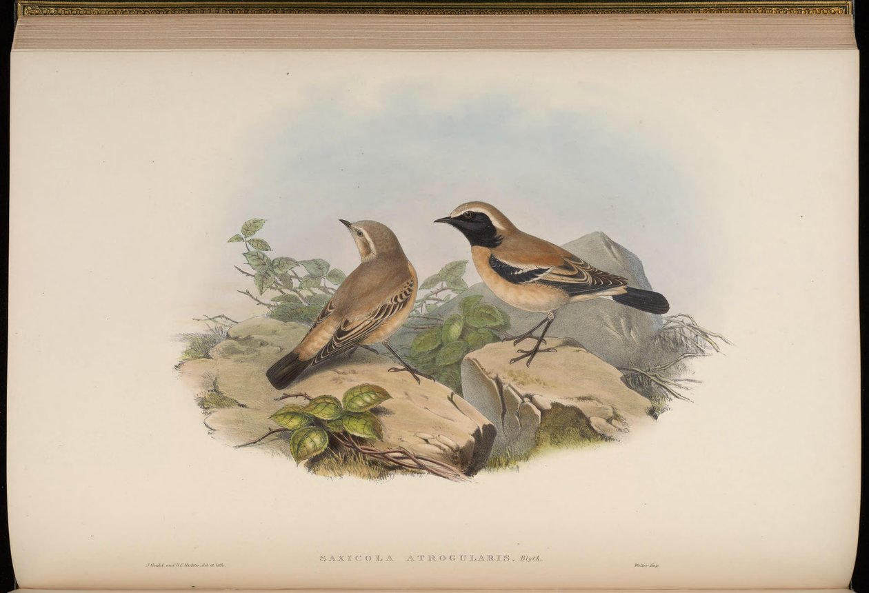Saxicola atrogularis = Oenanthe çölü by John Gould